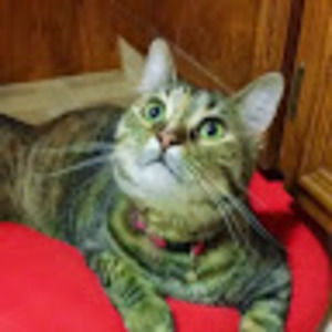 Meet your Posher, Jolene